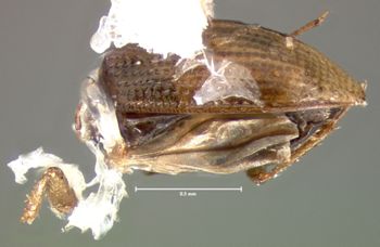 Media type: image;   Entomology 3127 Aspect: habitus dorsal view